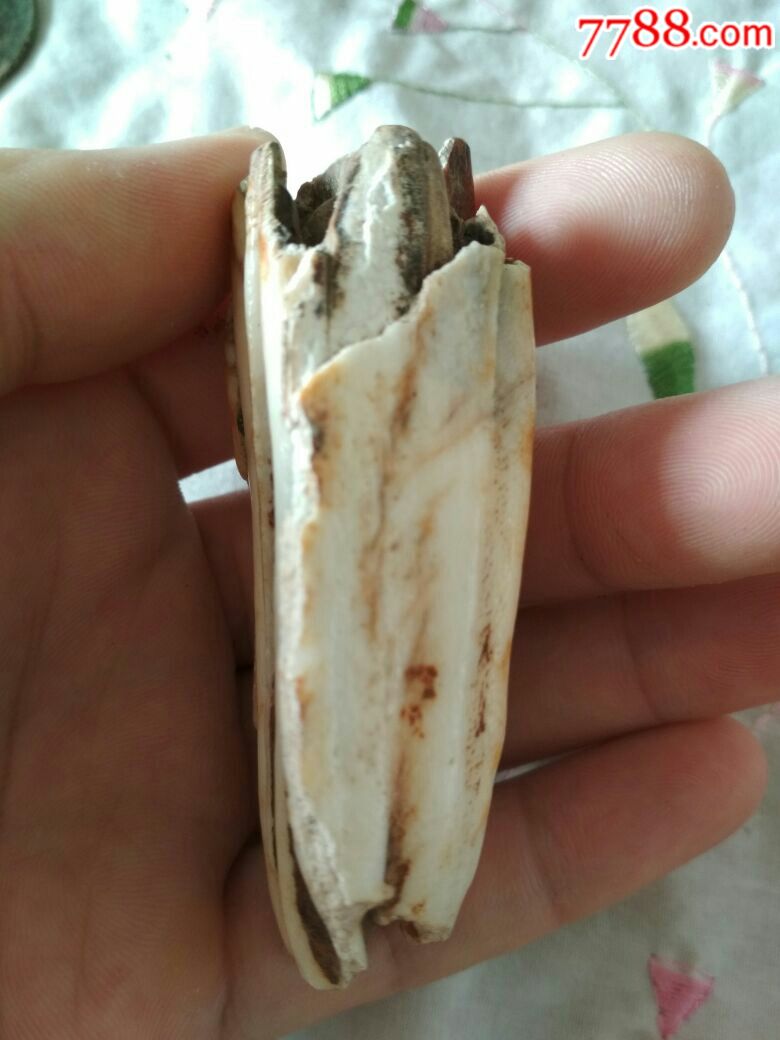 猛犸牙化石,包真包邮