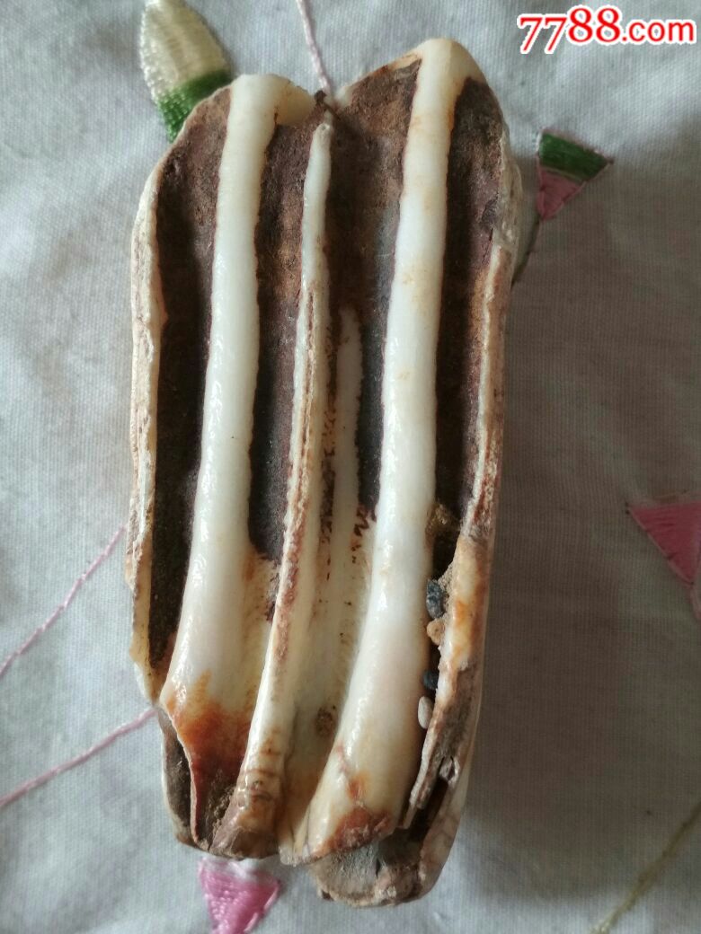 猛犸牙化石,包真包邮
