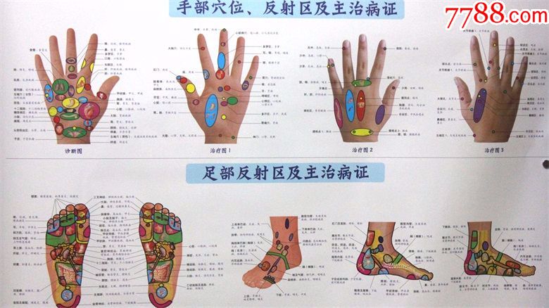 人体反射区与主治病证对照挂图主编:王国顺,鲁京硕,王敬,王昭人体经络