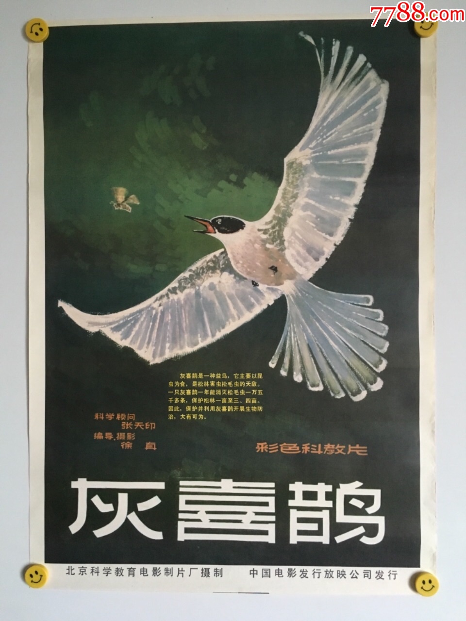 2开电影海报——灰喜鹊