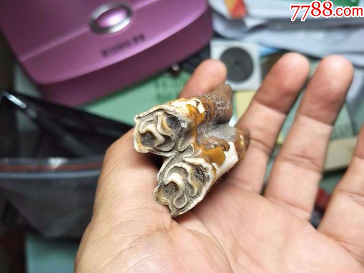 史前动物披毛犀牙齿化石(2)