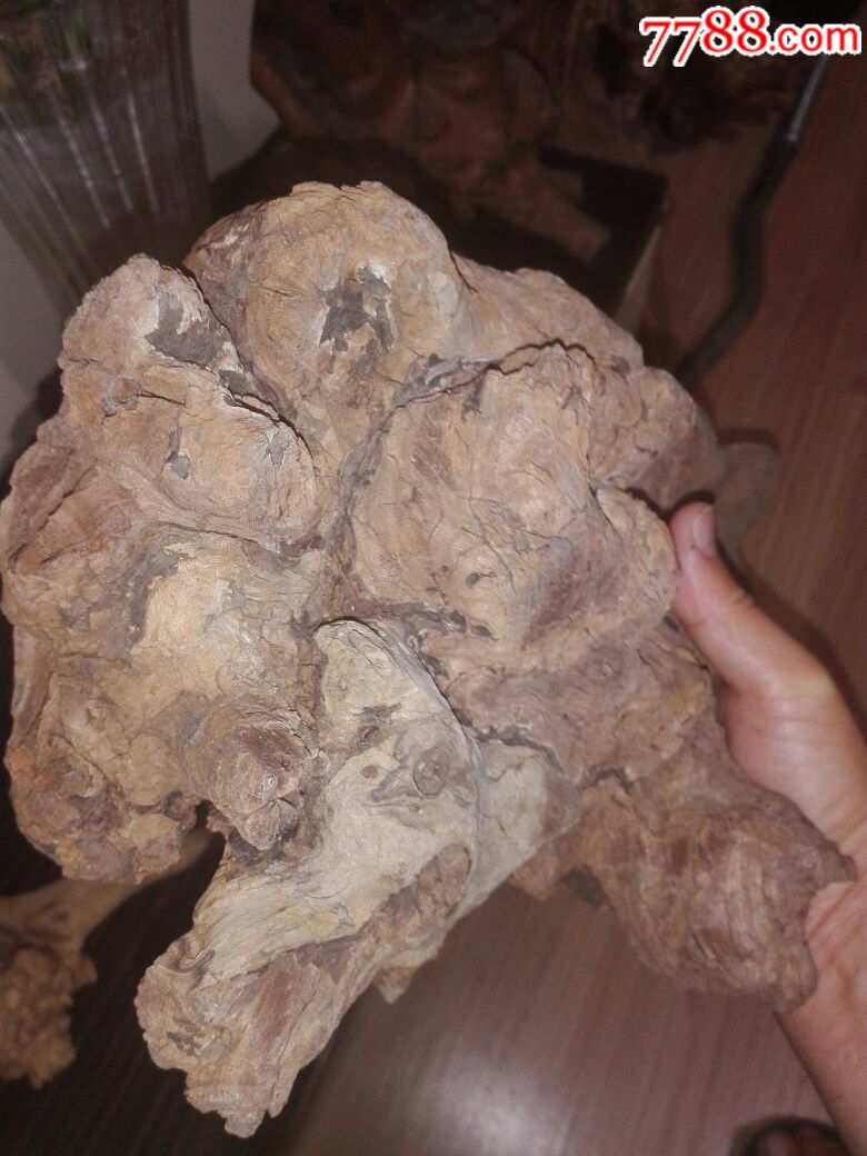 老树根,树瘤