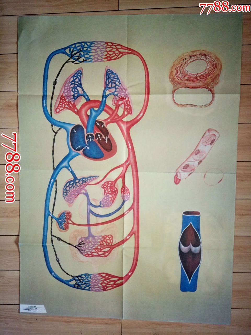 卫生教学挂图:血液循环示意图--朝花美术出版社1开张