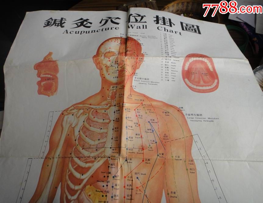 医学教育挂图(针灸穴位挂图)