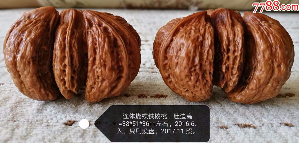 连体铁核桃(蝴蝶)