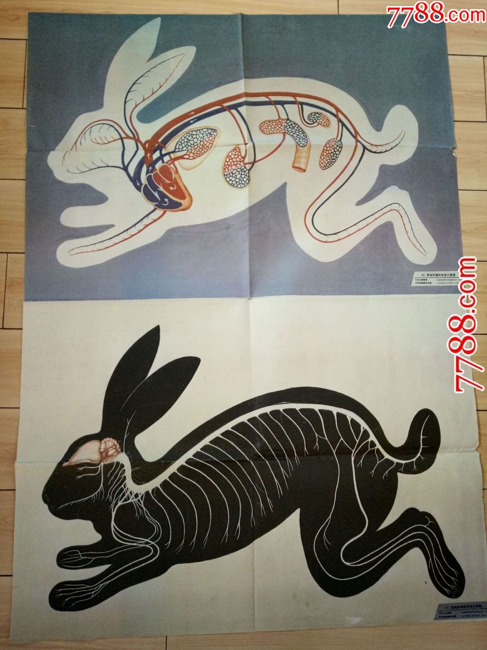 家兔的循环系统示意图41家兔的神经系统示意图-北京师范