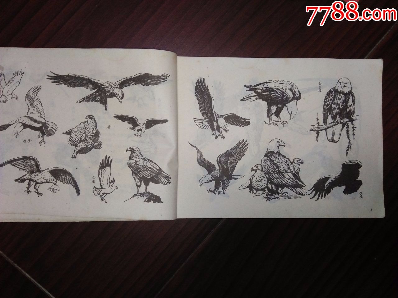《飞禽画参考(名家:沈影泉,沈自强编绘,59年版62年印,25开)