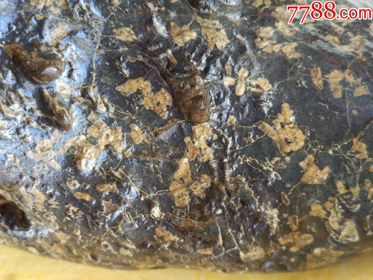 洛阳精品梅花玉原石6(金花金叶串金线,整个石头,画面统一,细看最美)