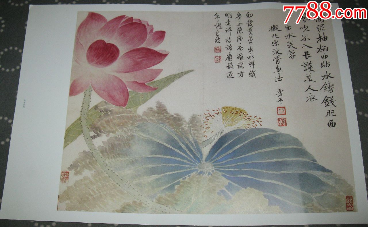 8开南田出水芙蓉