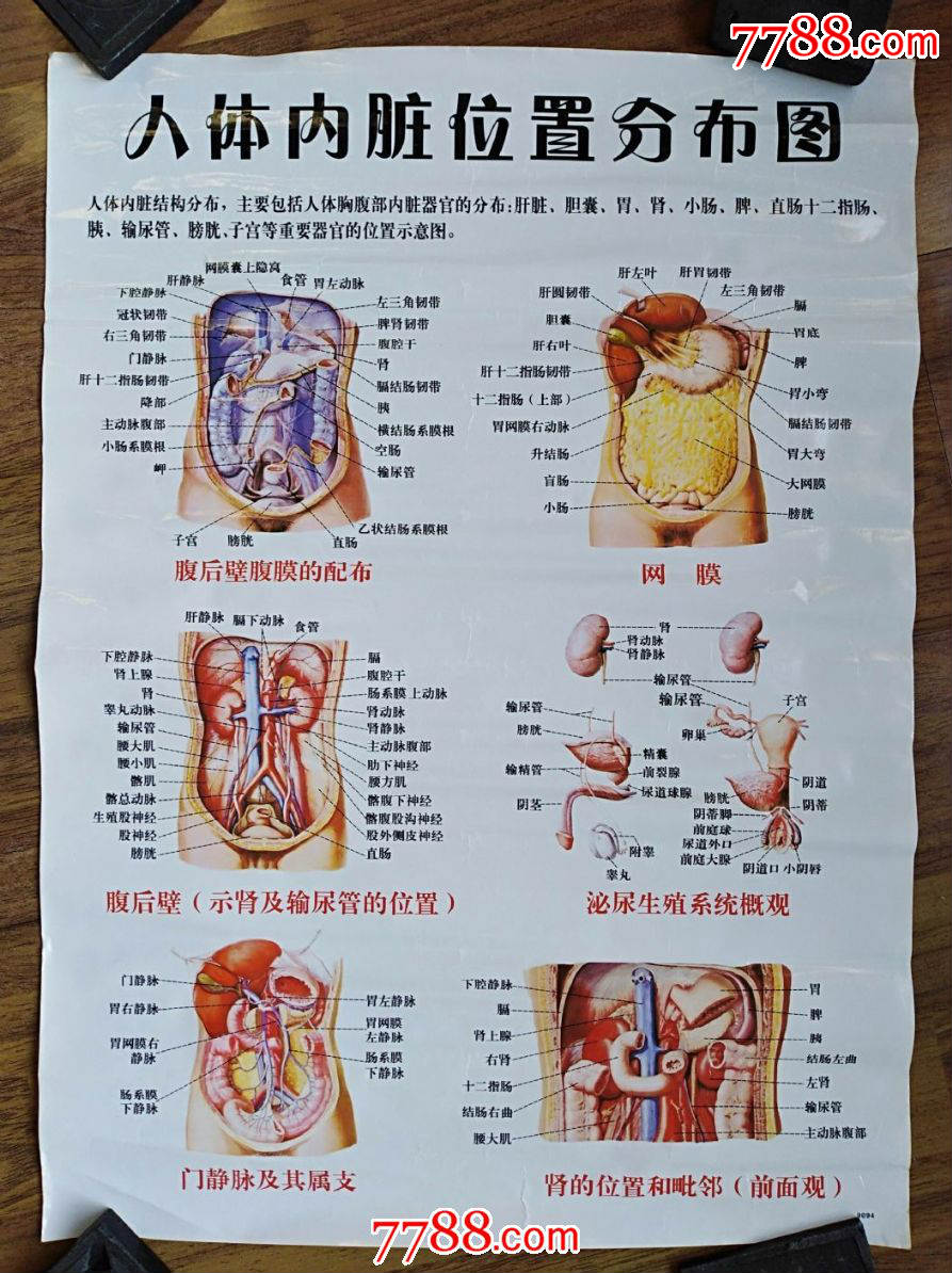 人体内脏位置分布图(塑印)