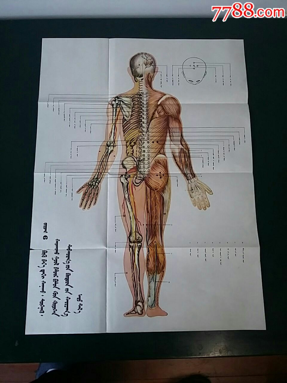 蒙医放血,针灸挂图