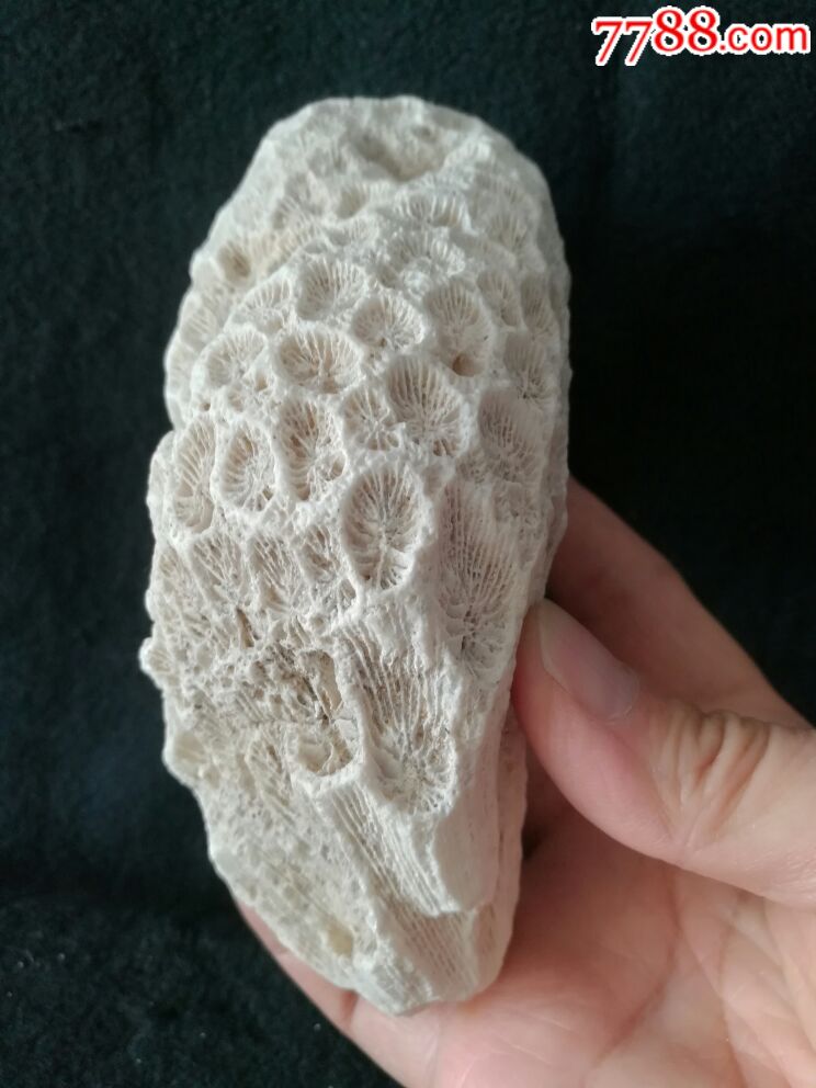 珊瑚化石?