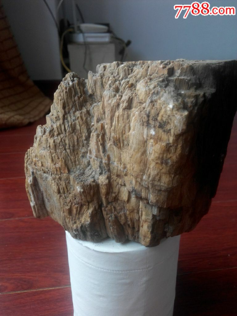 水冲原生木化石