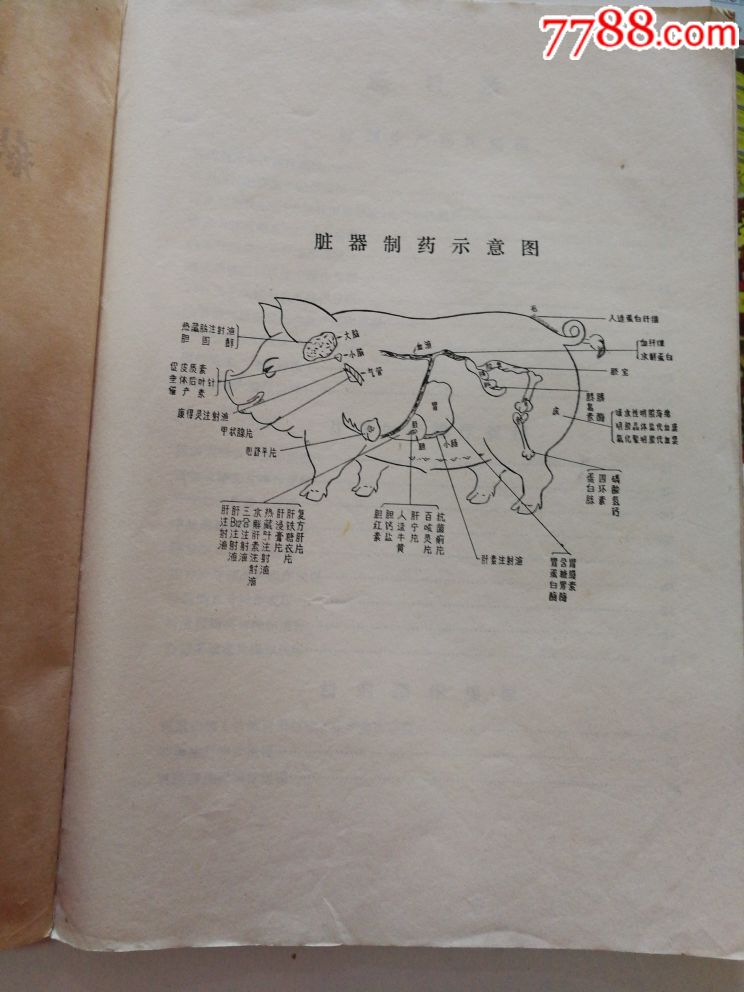 猪子身上百样宝脏器制药效果好药品生产工艺资料