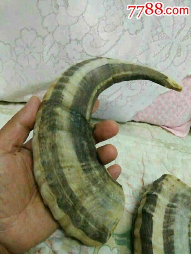 一对公羊角
