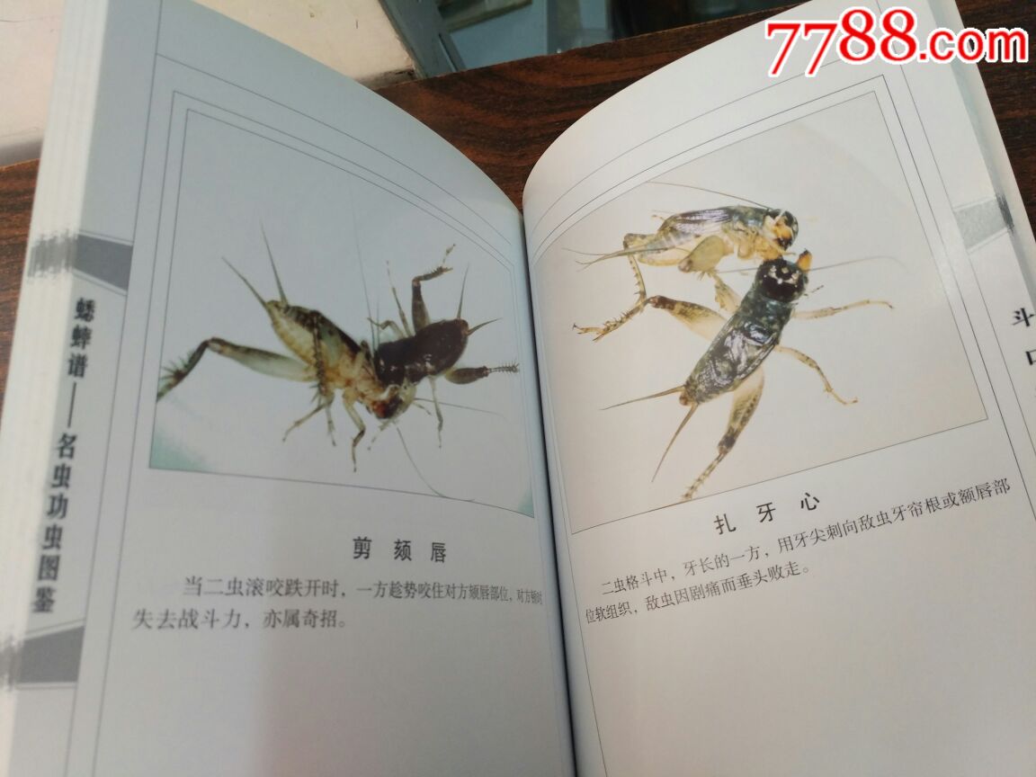 蟋蟀谱――名虫功虫图鉴