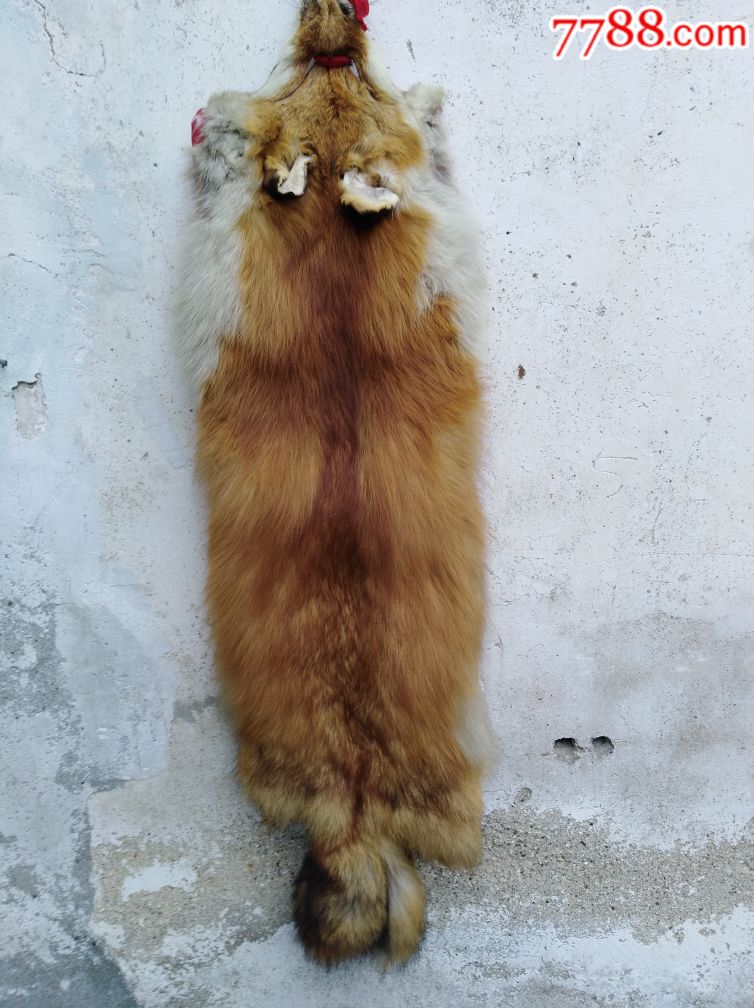 一只老狐狸