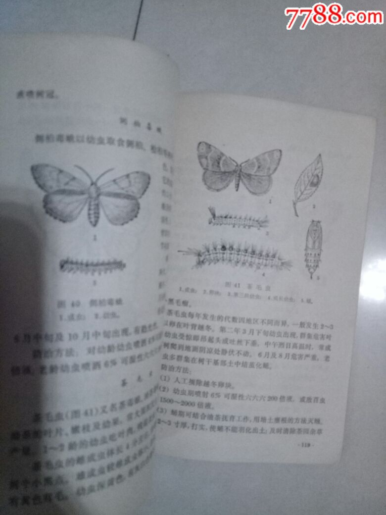 造林 小斑作业设计图