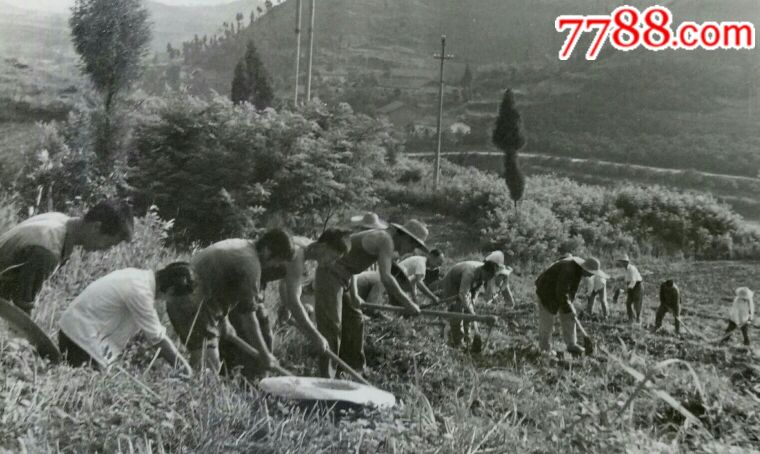 70年代知识青年田间劳动