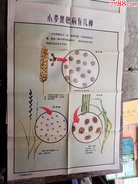 小麦黑穗病