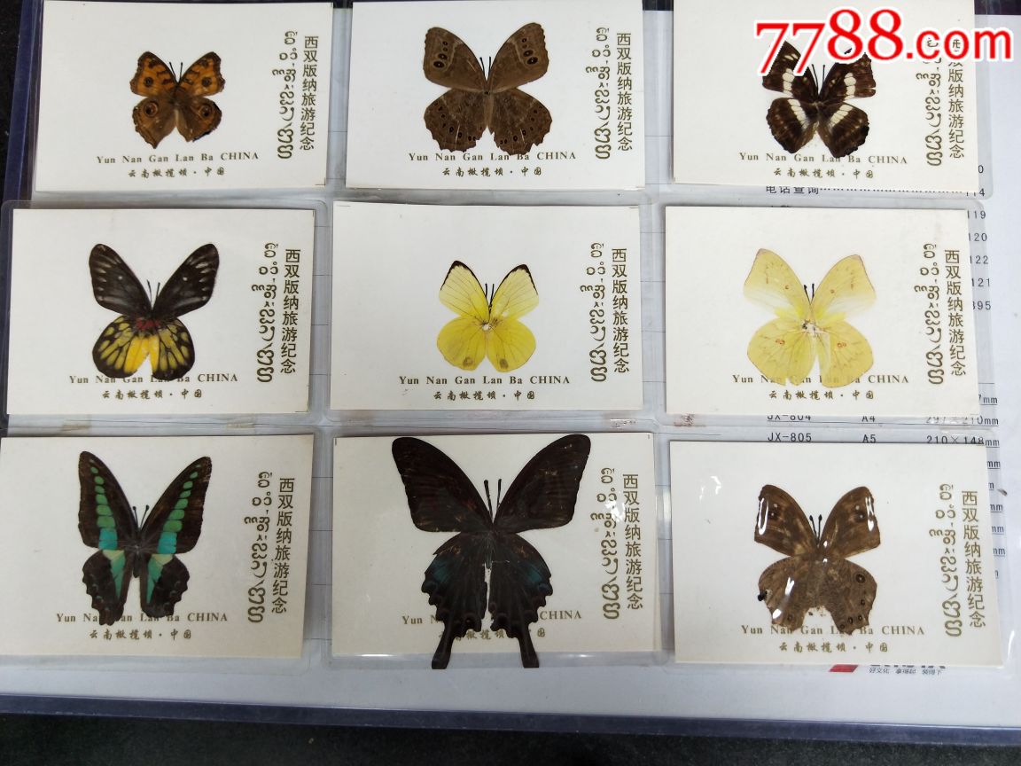 蝴蝶55张不同品种
