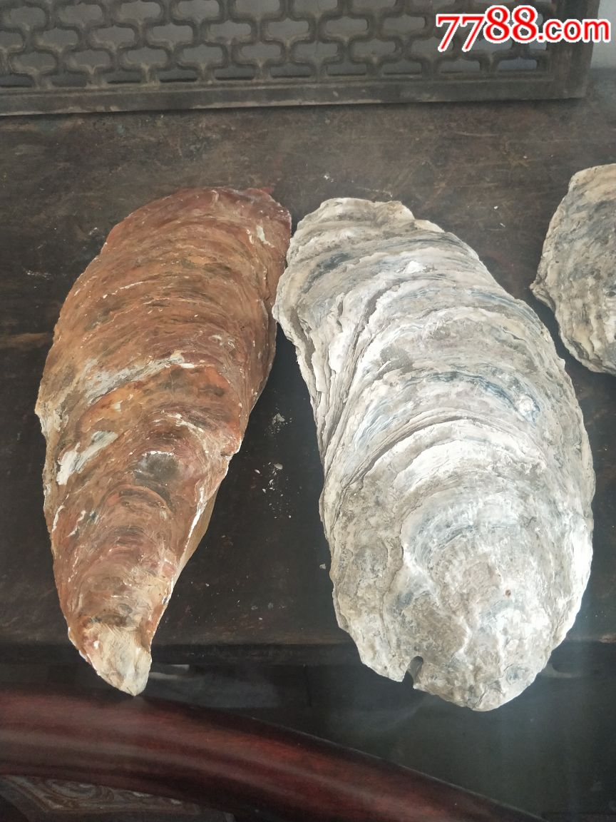 千年牡蛎化石,很少见的,值得收藏