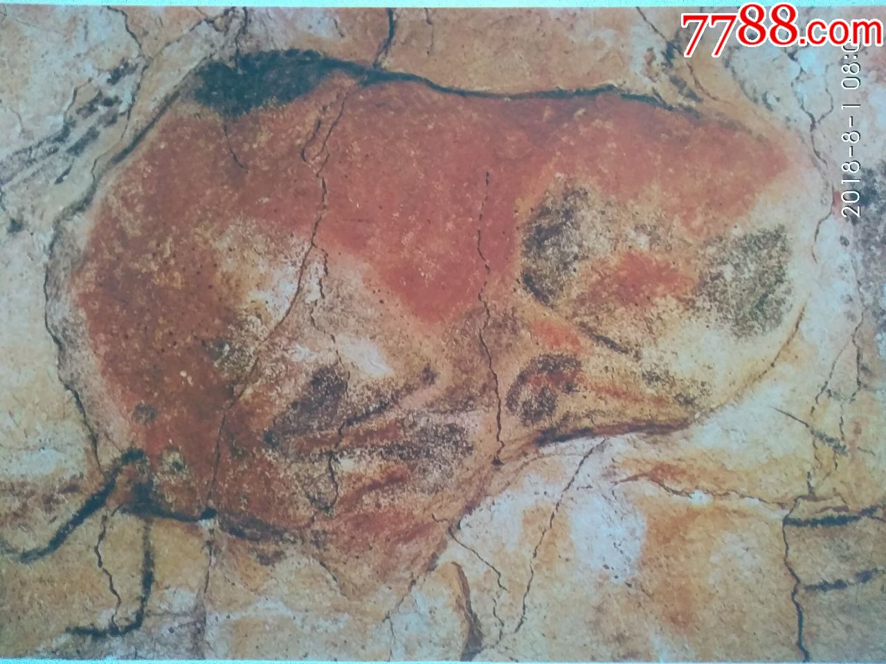 教学挂图受伤的野牛西班牙阿尔塔米拉洞窟壁