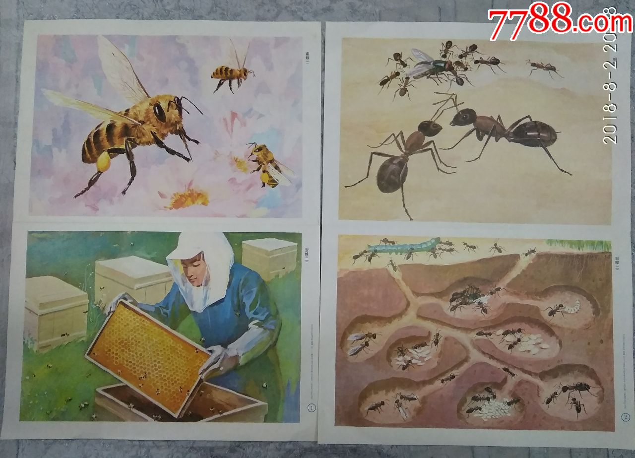幼儿园常识教育挂图昆虫(蜜蜂蚂蚁,共两张)