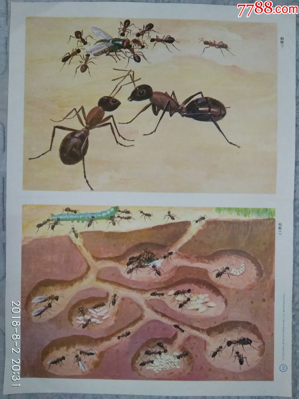 幼儿园常识教育挂图昆虫(蜜蜂蚂蚁,共两张)