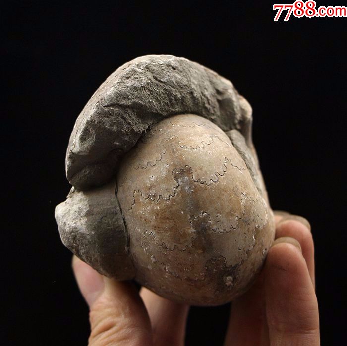 古生物化石奇石头矿物晶体蜗牛化石发财螺天然菊石化石转运螺34