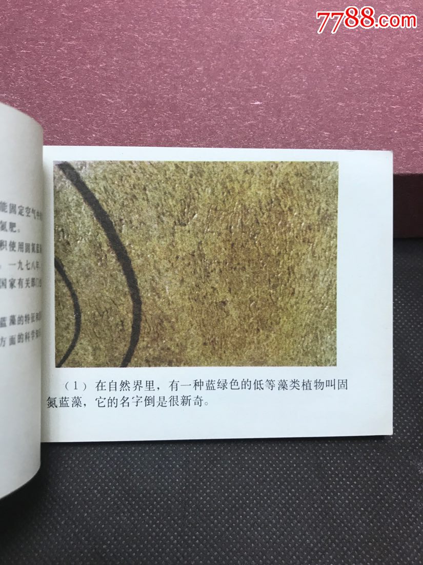 固氮蓝藻