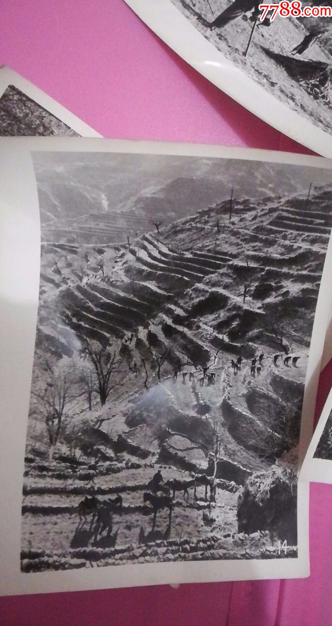 宁武县长*国营林场六七十年代老照片11张合售照片显示人们热火朝天的