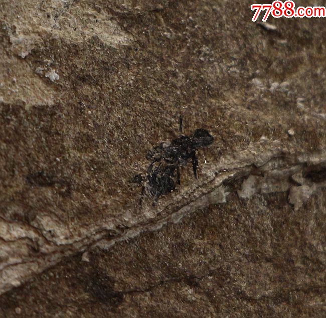 古生物化石植物化石果实化石鱼化石昆虫化石【山旺蚂蚁】