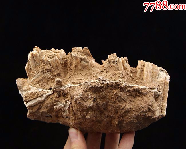 古生物化石植物化石果实化石鱼化石牙齿化石动物化石01_价格350.