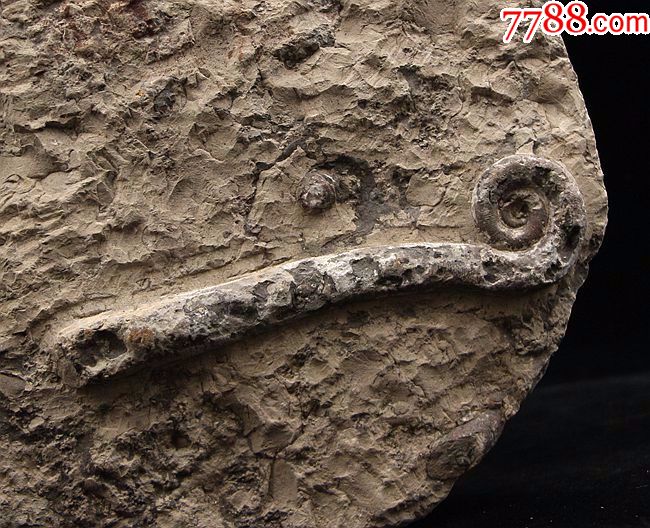 化石动物化石喇叭角石直角化石摩洛哥直角菊石肢角化石标本01