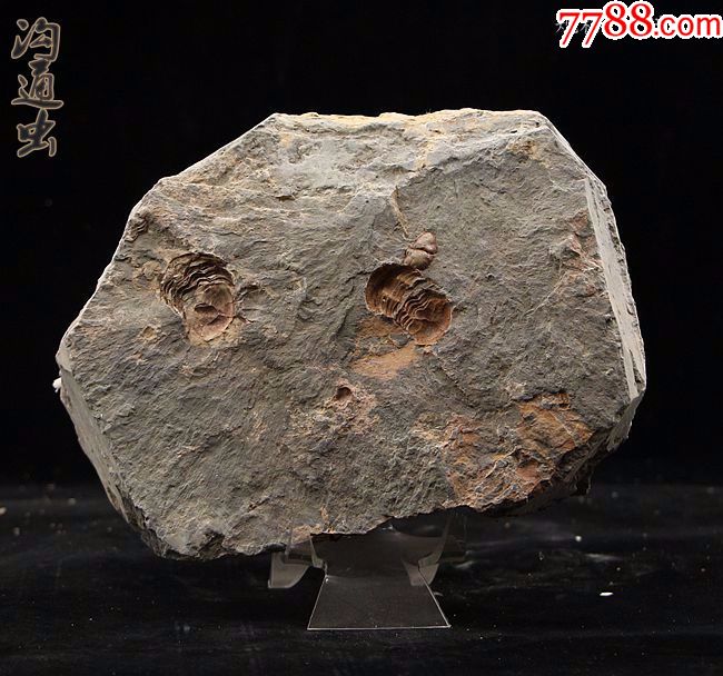化石奇石矿物晶体三叶虫化石摩洛哥泥盆纪三叶虫化石沟通虫01_价格380