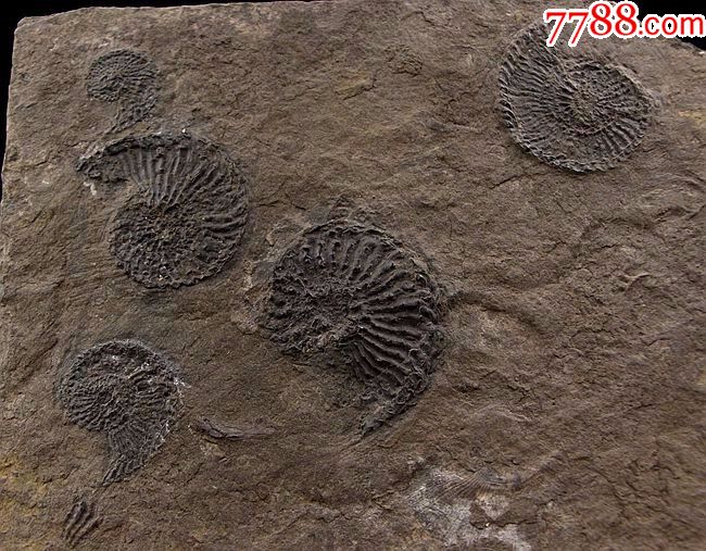 古生物化石奇石头矿物晶体蜗牛化石发财螺天然菊石化石转运螺01