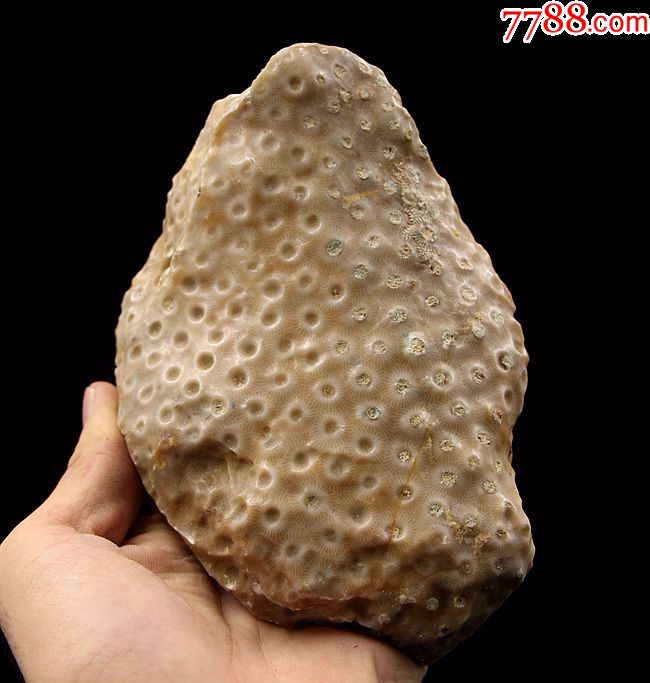 化石矿物晶体奇石原石玉石化石珊瑚玉化石原石标本收藏送礼01