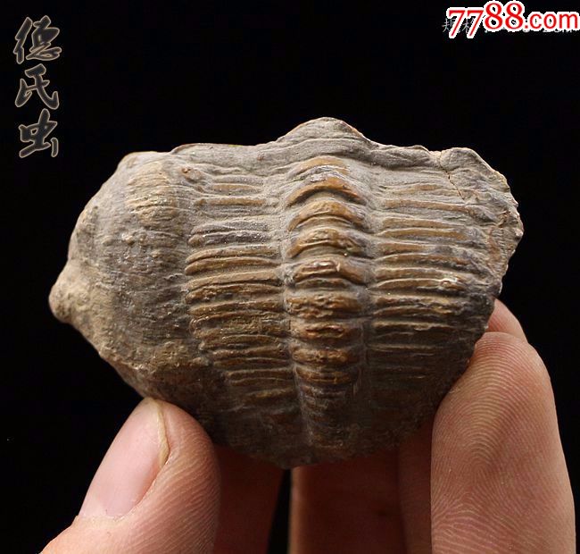 化石王冠虫三叶虫化石标本古生物化燕子石海洋霸主德氏虫