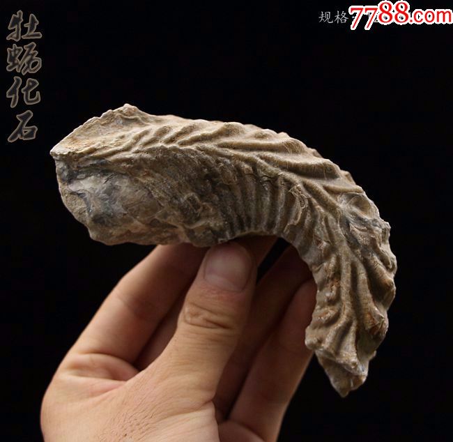 古生物化石古石之家化石观赏石化石收藏动物化石牡蛎化石01