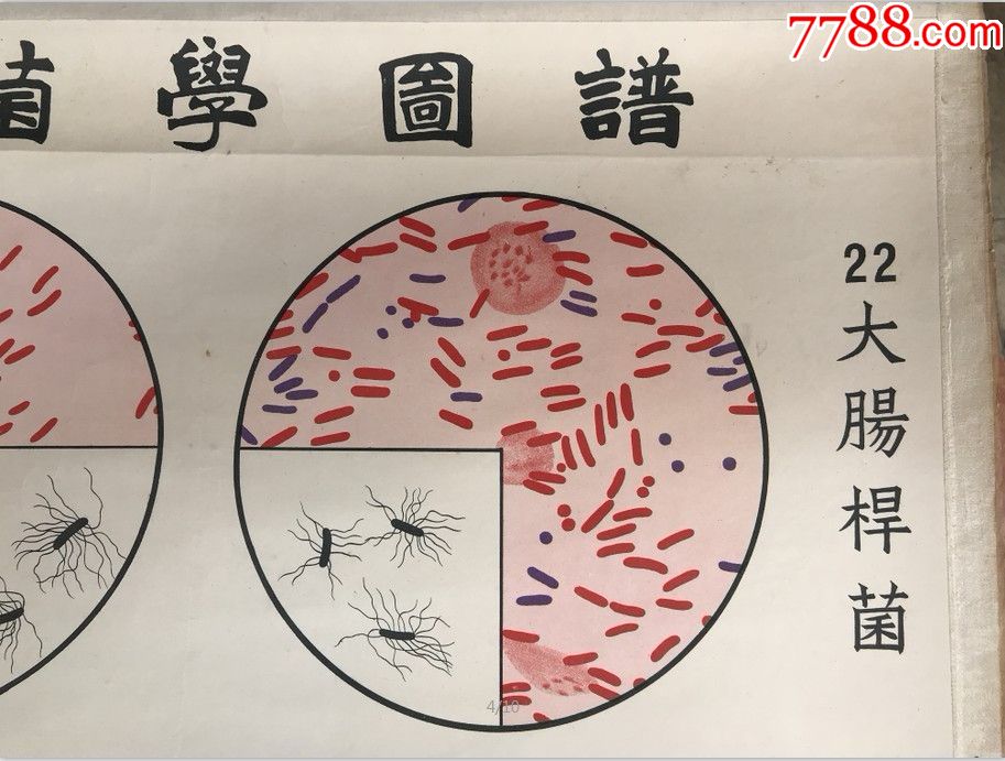 细菌学图谱--伤寒杆菌等