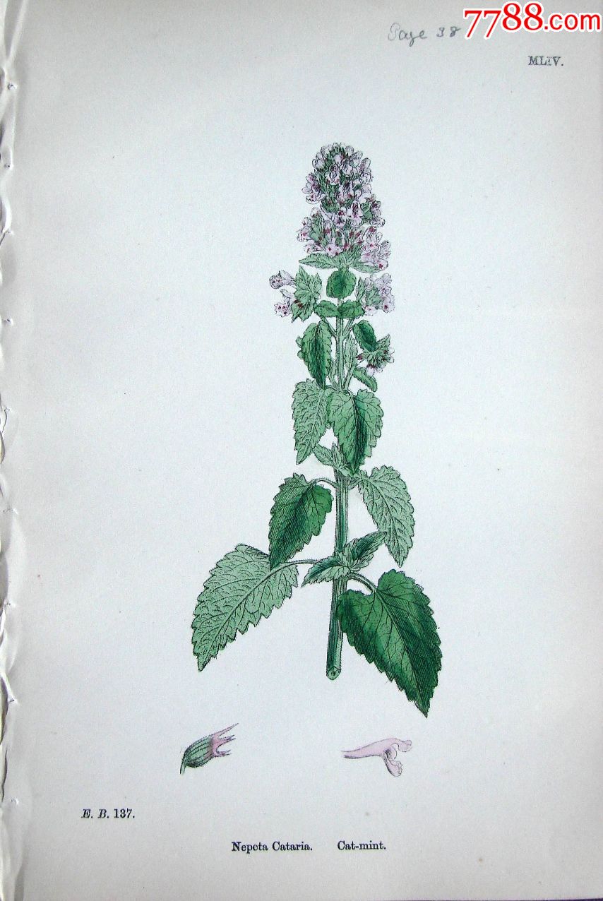 1880年版英国植物学图谱猫薄荷木版画手工上色25x17cm