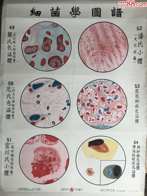 细菌学图谱-葛氏包涵体等