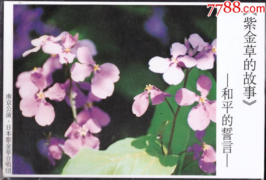 《紫金草的故事》--和平的誓言明信片2