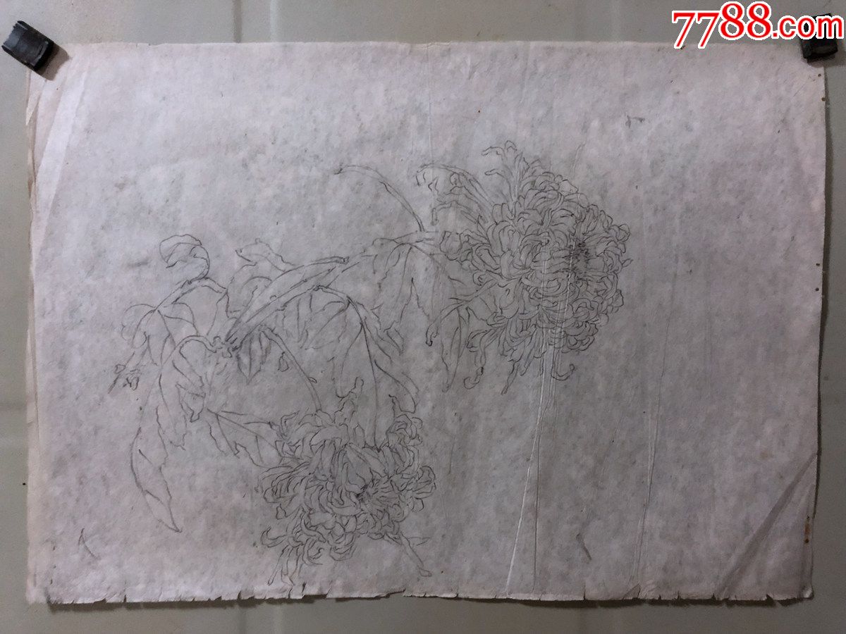 国画原作,442,张书珺60年代工笔白描稿,花鸟画,菊花,无款