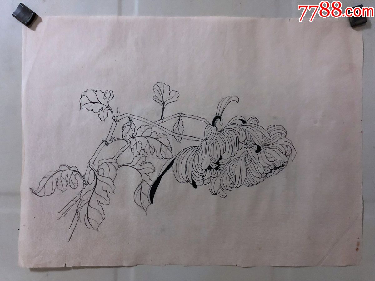 国画原作,445,张书珺60年代工笔白描稿,花鸟画,菊花,无款