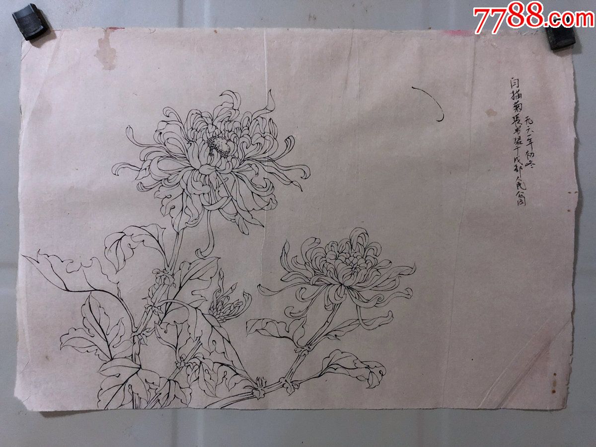 国画原作,447,张书珺60年代工笔白描稿,花鸟画,菊花,1961年,有款