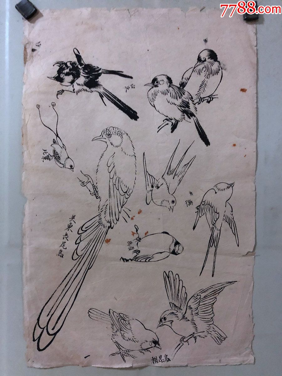 国画原作,471,张书珺60年代工笔白描稿,花鸟画,鸟类,无款