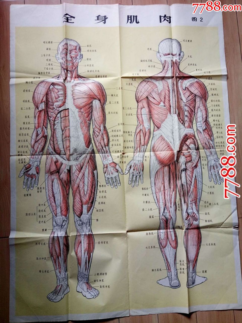 全开人体解剖挂图:全身肌肉(品相见图,折叠即送)_价格20.