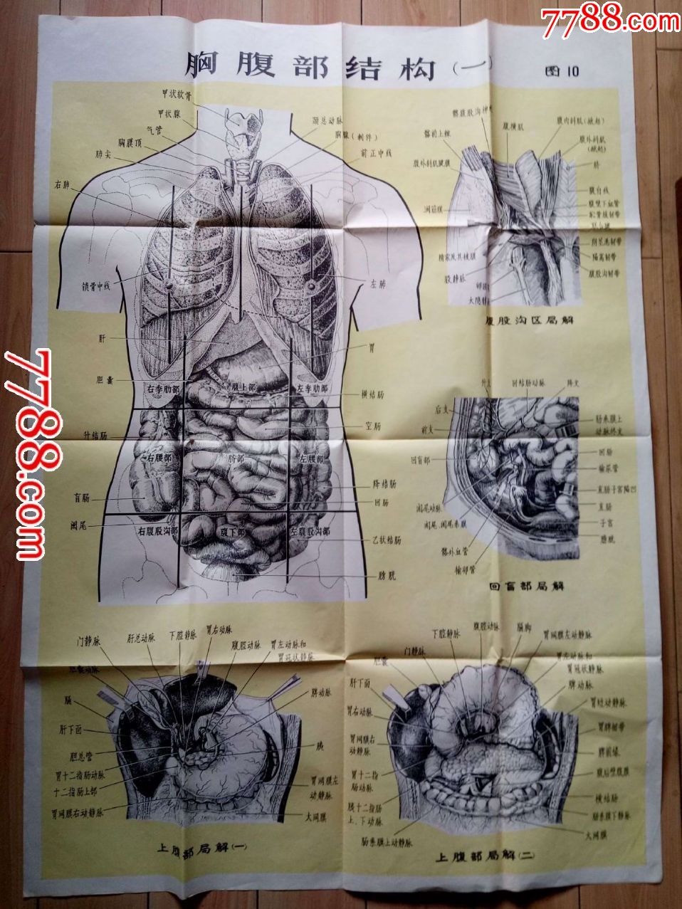 人体解剖挂图:胸腹部结构(一)(品相见图,折叠即送)